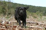 LABRADOR 149